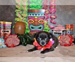 Puppy Ohara Chihuahua