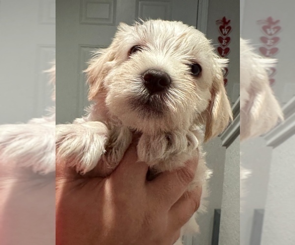 Medium Photo #3 Schnauzer (Miniature) Puppy For Sale in CONROE, TX, USA