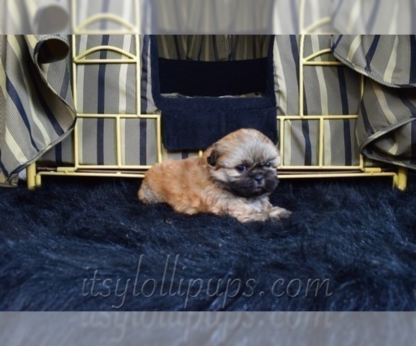 Medium Photo #43 Shih Tzu Puppy For Sale in HAYWARD, CA, USA