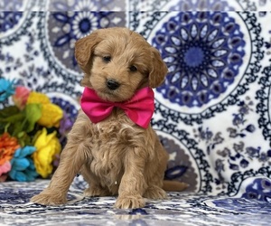 Goldendoodle (Miniature) Puppy for sale in LANCASTER, PA, USA