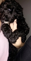 Sheepadoodle Puppy for sale in AUSTIN, TX, USA