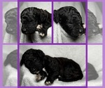 Puppy Poppy Goldendoodle