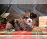 Small #3 Miniature Australian Shepherd