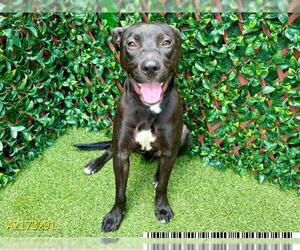 Labrador Retriever Dogs for adoption in West Palm Beach, FL, USA