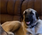Small Photo #1 Anatolian Shepherd Puppy For Sale in MECHANICSVILLE, VA, USA