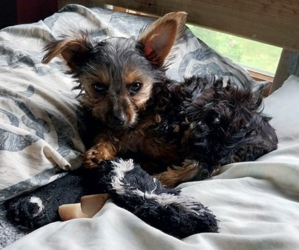 Medium Photo #6 Yorkshire Terrier Puppy For Sale in DEER PARK, WI, USA