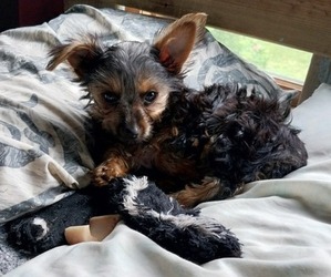 Medium Yorkshire Terrier
