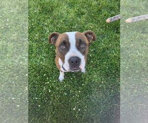 Mugsy - Male American Pit Bull Terrier-Unknown Mix Dog for Adoption - Photo #32
