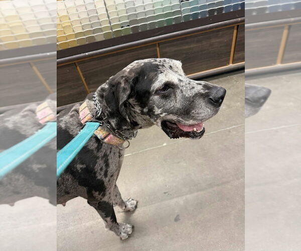 Medium Photo #8 Great Dane Puppy For Sale in Bullard, TX, USA