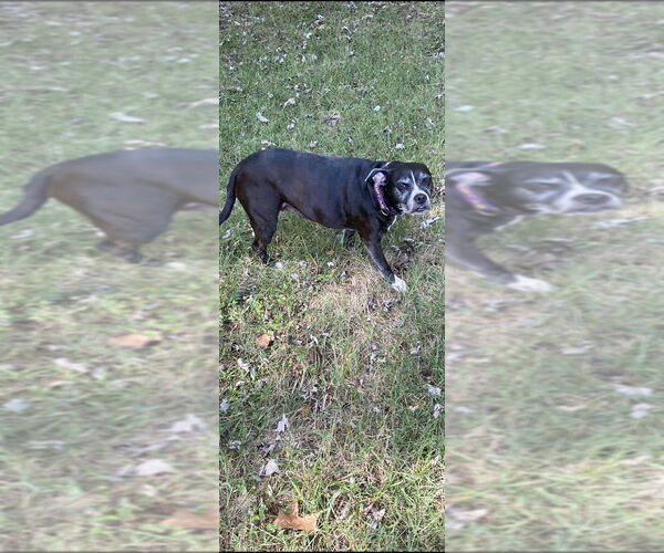 Medium Photo #8 Boxador Puppy For Sale in Foristell, MO, USA