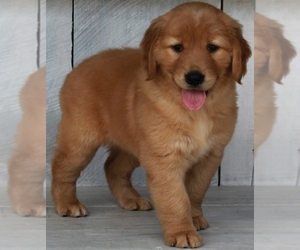 Golden Retriever Puppy for sale in FREDERICKSBURG, OH, USA
