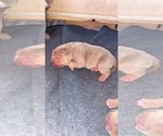 Small Photo #2 American Bully Puppy For Sale in MANHATTAN, KS, USA