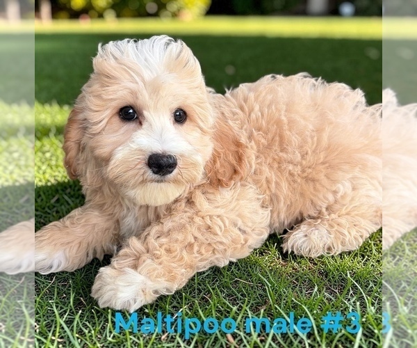 Medium Photo #3 Maltipoo (Toy) Puppy For Sale in MONTPELIER, OH, USA