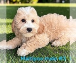 Small #2 Maltipoo (Toy)