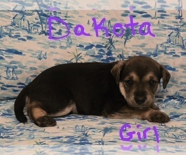 Medium Photo #26 Chizer Puppy For Sale in MONTEZUMA, GA, USA