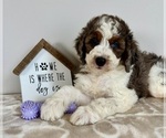 Small #3 Miniature Bernedoodle-Poodle (Miniature) Mix