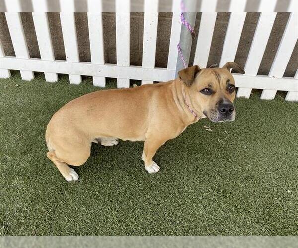 Medium Photo #1 Staffordshire Bull Terrier-Unknown Mix Puppy For Sale in Modesto, CA, USA