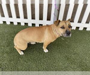 Staffordshire Bull Terrier-Unknown Mix Dogs for adoption in Modesto, CA, USA