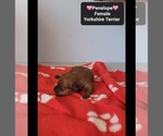Small #2 Yorkshire Terrier