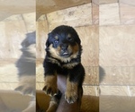 Small Photo #4 Rottweiler Puppy For Sale in RICHLAND, GA, USA
