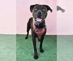 Small #1 American Pit Bull Terrier