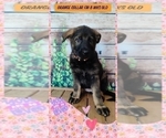 Small Photo #9 German Shepherd Dog Puppy For Sale in CLERMONT, FL, USA