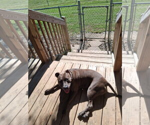Athena the Pittie - Female American Pit Bull Terrier-Unknown Mix Dog for Adoption - Photo #3