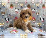 Small #3 Cavapoo (Miniature)