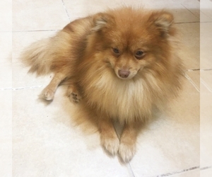 Pomeranian Puppy for sale in FAIRFIELD, TX, USA