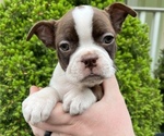 Small Photo #4 Boston Terrier Puppy For Sale in OREM, UT, USA