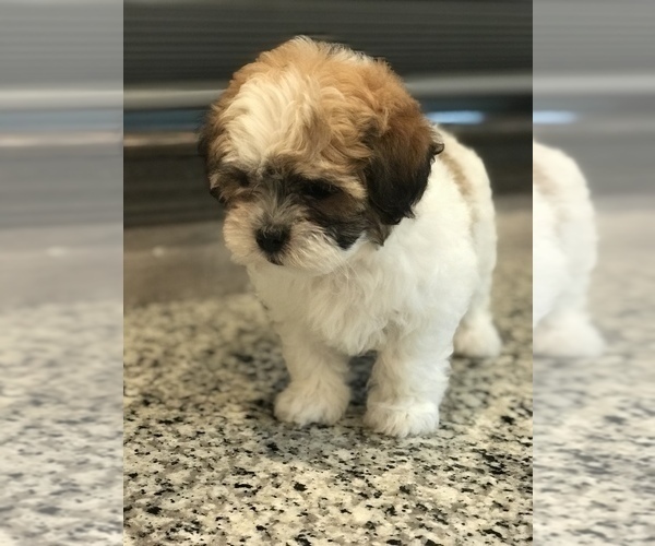 Medium Photo #7 Zuchon Puppy For Sale in PEMBROKE, KY, USA