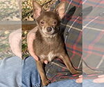 Small #7 Chihuahua