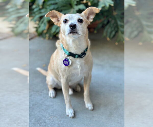 Medium Photo #8 Rat-Cha Puppy For Sale in Pittsburg, CA, USA