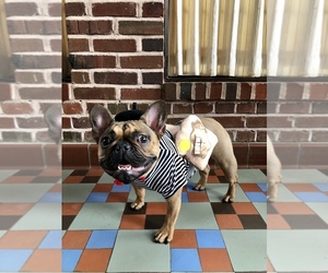 French Bulldog Puppy for sale in ADA, OK, USA