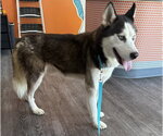 Small Photo #4 Siberian Husky Puppy For Sale in Carrollton, TX, USA
