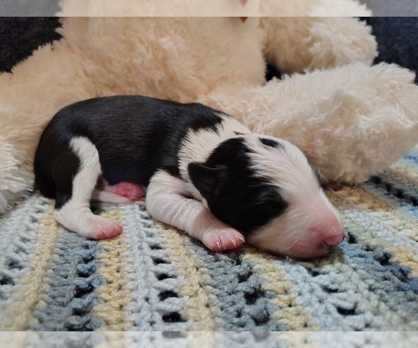 Medium Photo #213 Border Collie Puppy For Sale in NORBORNE, MO, USA