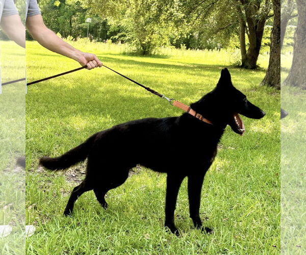 Medium Photo #2 German Shepherd Dog Puppy For Sale in Montgomery, AL, USA