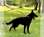 Small #1 German Shepherd Dog