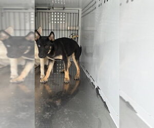 German Shepherd Dog Dogs for adoption in Stockton, CA, USA