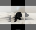 Small Photo #2 Cane Corso Puppy For Sale in MYRTLE BEACH, SC, USA