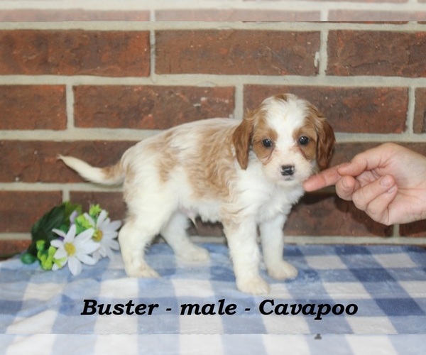 Medium Photo #4 Cavapoo (Miniature) Puppy For Sale in CLARKRANGE, TN, USA