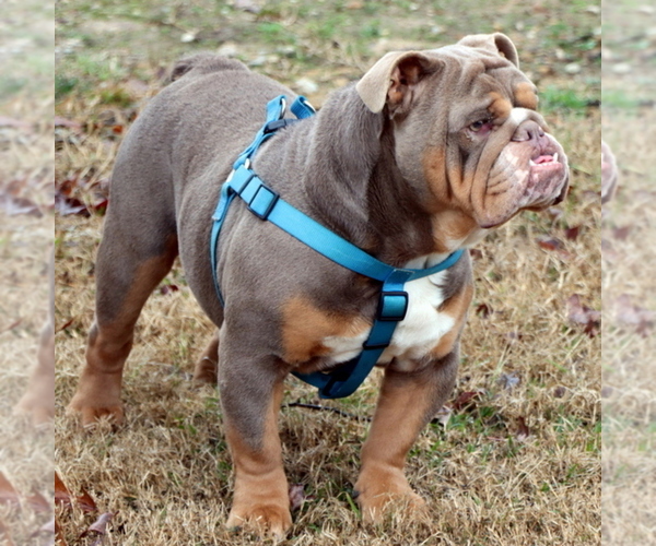 Medium Photo #1 Bulldog Puppy For Sale in WINNSBORO, TX, USA