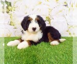 Puppy 1 Miniature Bernedoodle