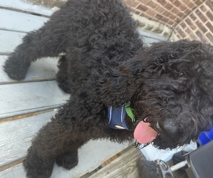 Poodle (Standard) Puppy for sale in PHILADELPHIA, PA, USA