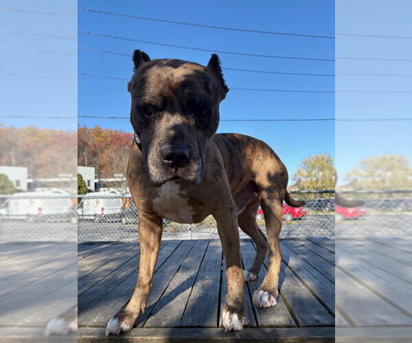 Medium Photo #2 Mutt Puppy For Sale in Elmsford, NY, USA