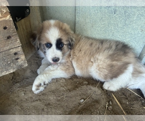 Medium Photo #2 Australian Shepherd-Great Pyrenees Mix Puppy For Sale in LUCAMA, NC, USA