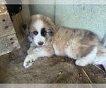 Small #1 Australian Shepherd-Great Pyrenees Mix
