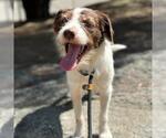 Small #3 Border Collie Mix