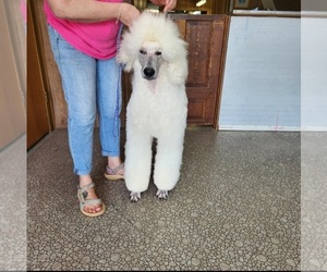 Father of the Bordoodle puppies born on 06/17/2026