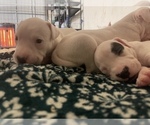 Small Photo #10 Dogo Argentino Puppy For Sale in ARLINGTON, TX, USA